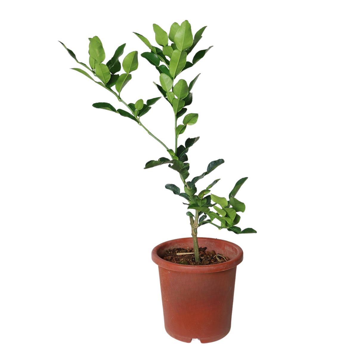 Geraniums in flowerpot.