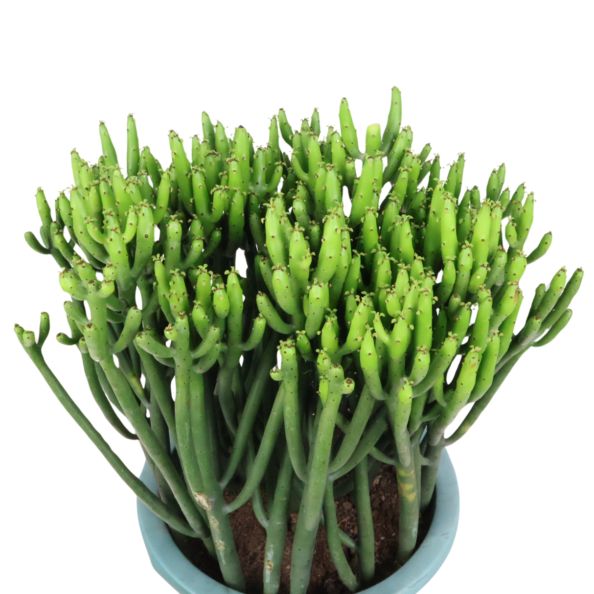 Euphorbia Alluaudii