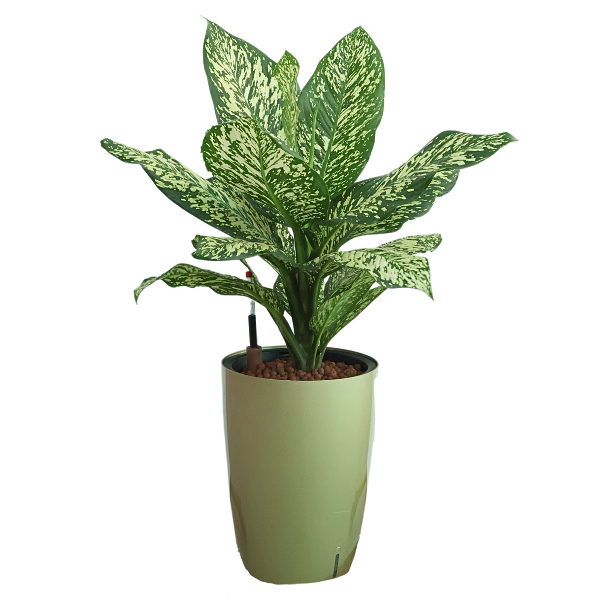 Houseplant in flowerpot with water plantains and arums.