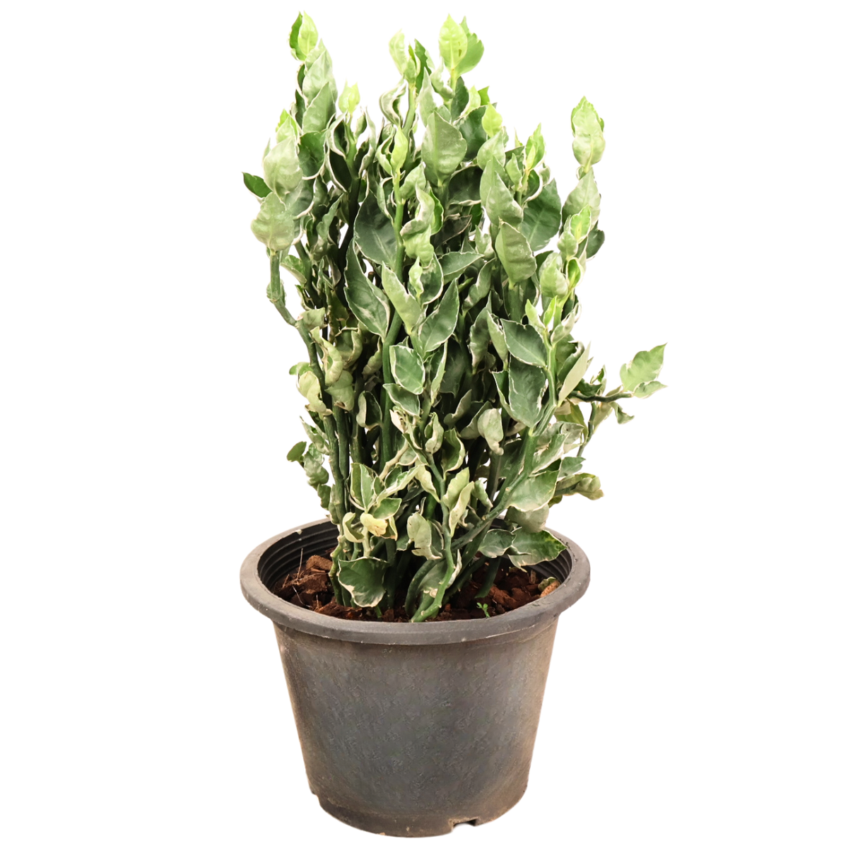 Pedilanthus Green Variegated (Devil's Backbone)