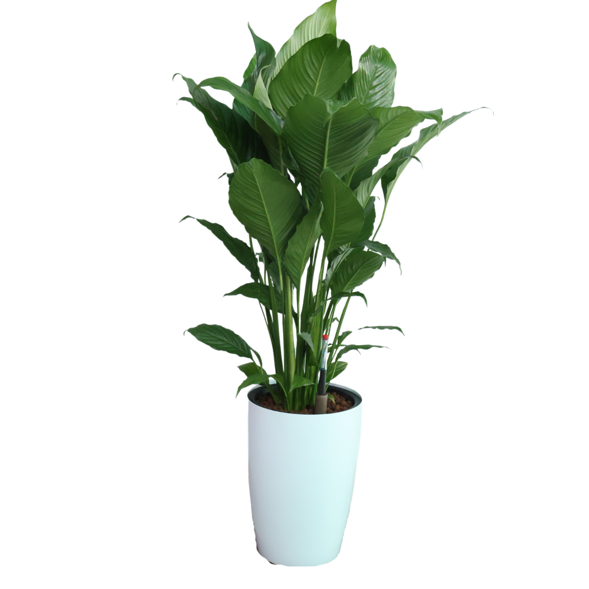 Houseplant in flowerpot with water plantains and arums.