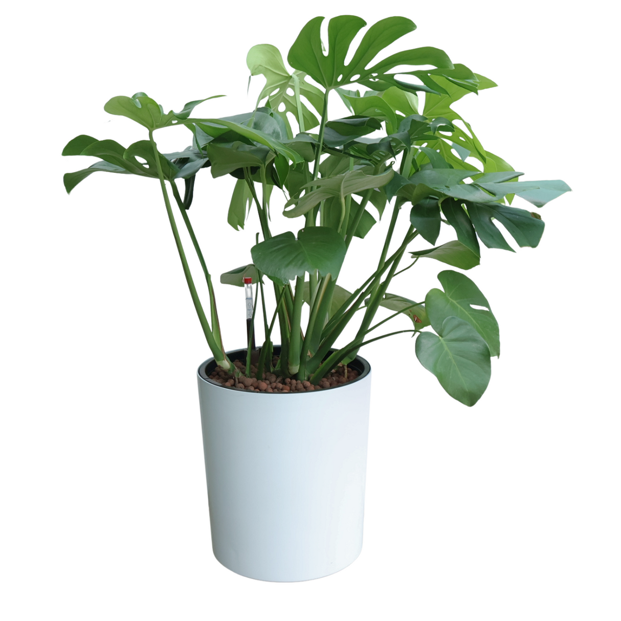 Failed to generate alt text