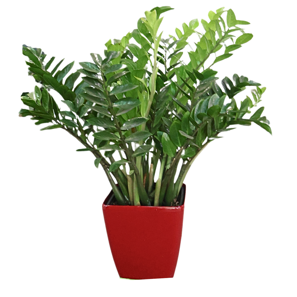 Flowerpot with houseplant and plant stem.