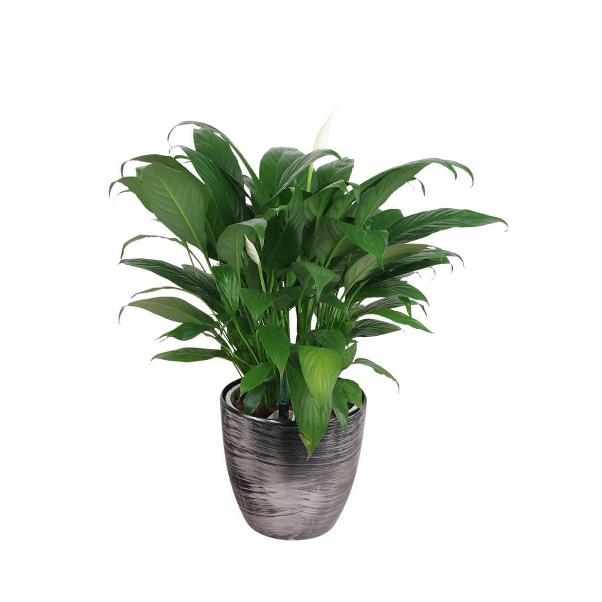 Spathiphyllum Spp in Self-Watering Pot