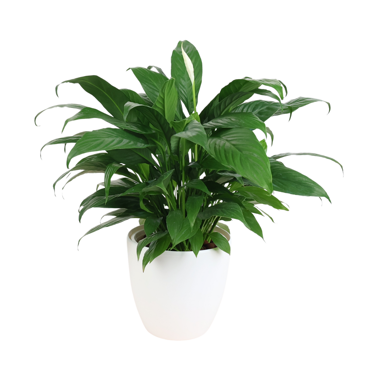Spathiphyllum Spp in Self-Watering Pot