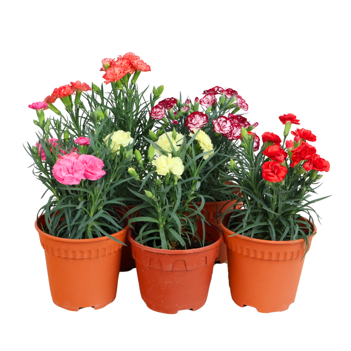 Carnation Plant