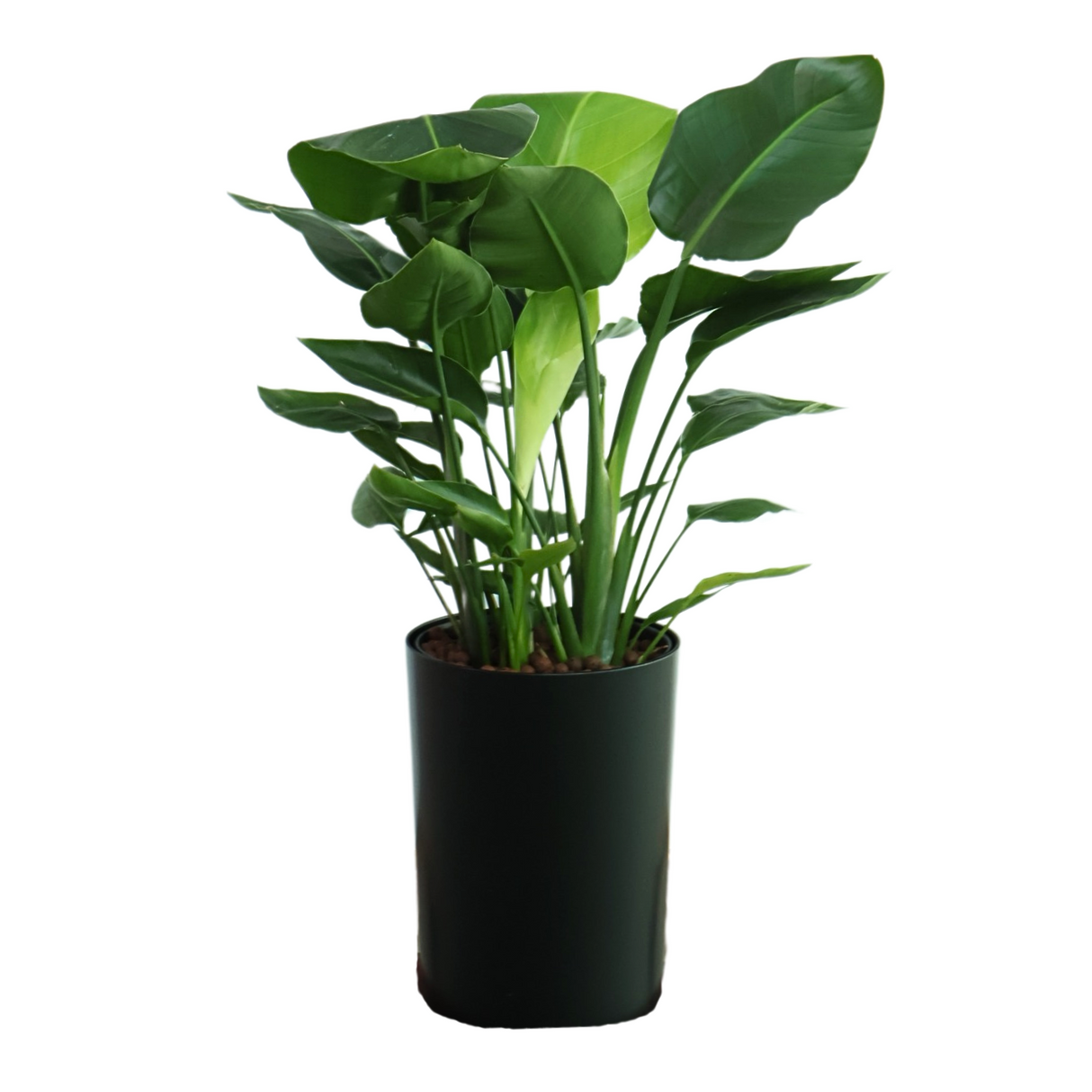 Houseplant in flowerpot with water plantains and arums.
