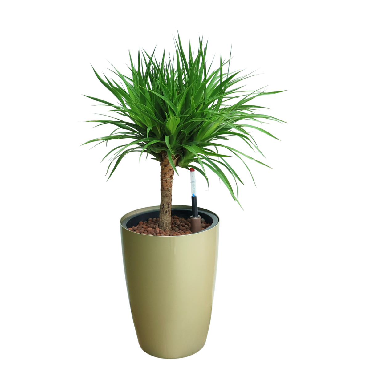 Flowerpot with houseplant and vase.