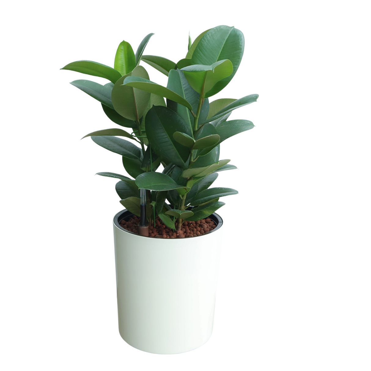 Flowerpot with houseplant and plant stem.