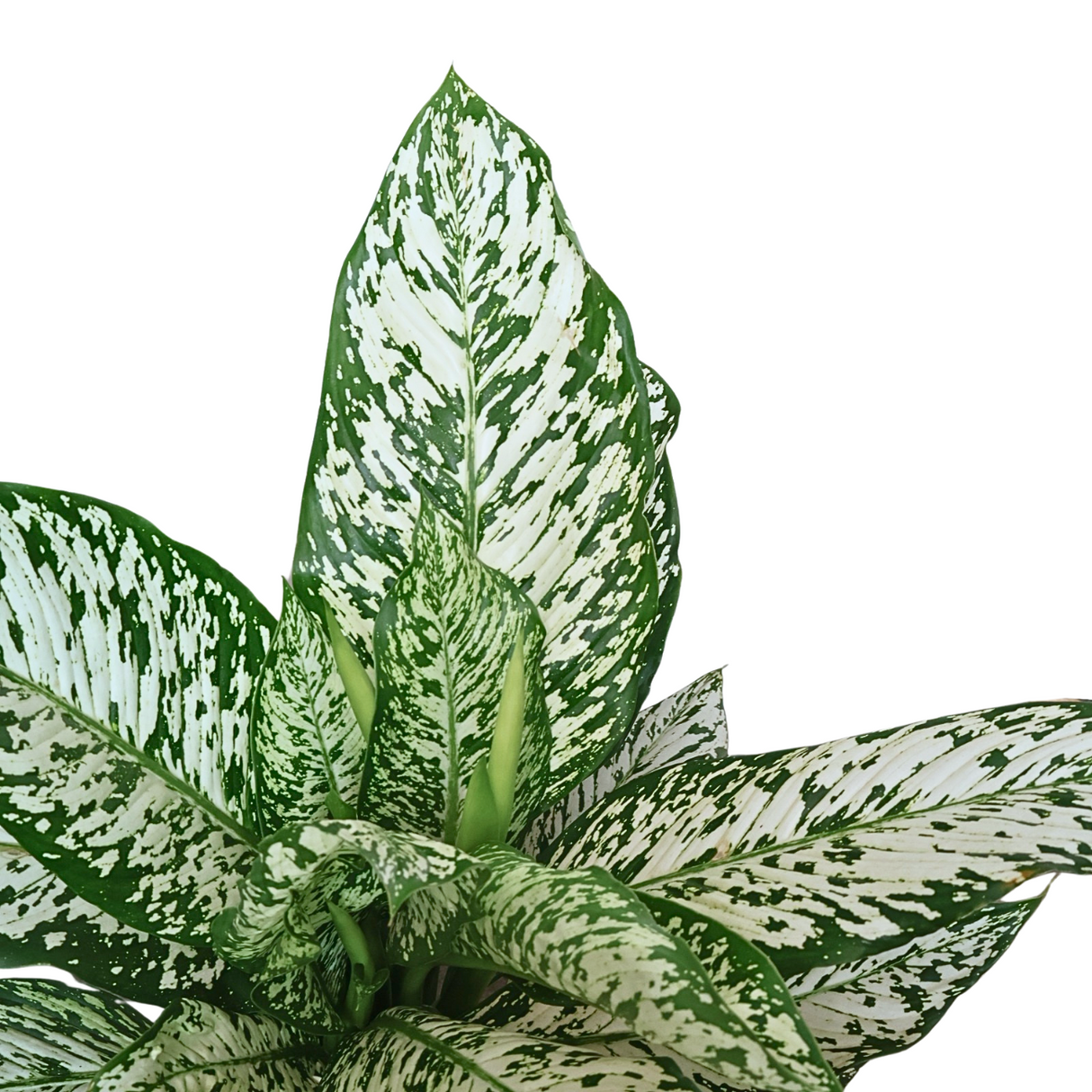 Dieffenbachia White Etna