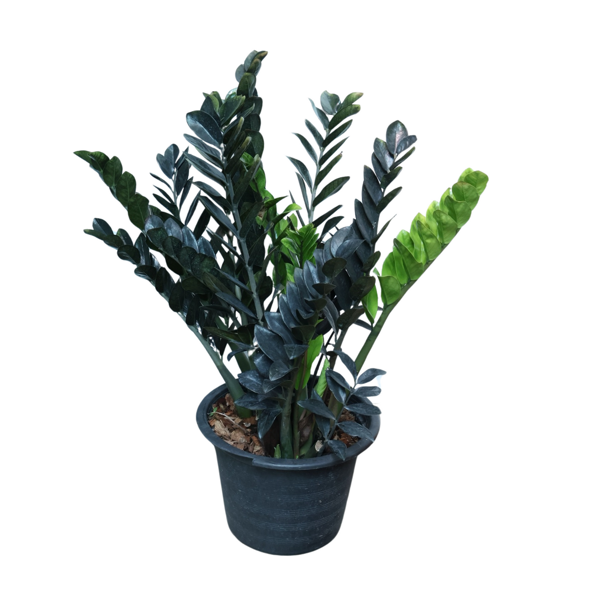 Zamioculcas Raven (金钱树) Money Plant