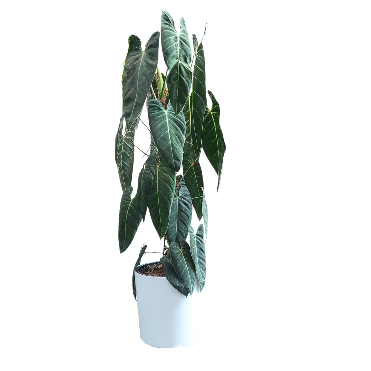 Philodendron Melanochrysum (Black Gold Philodendron) in Self-Watering Pot