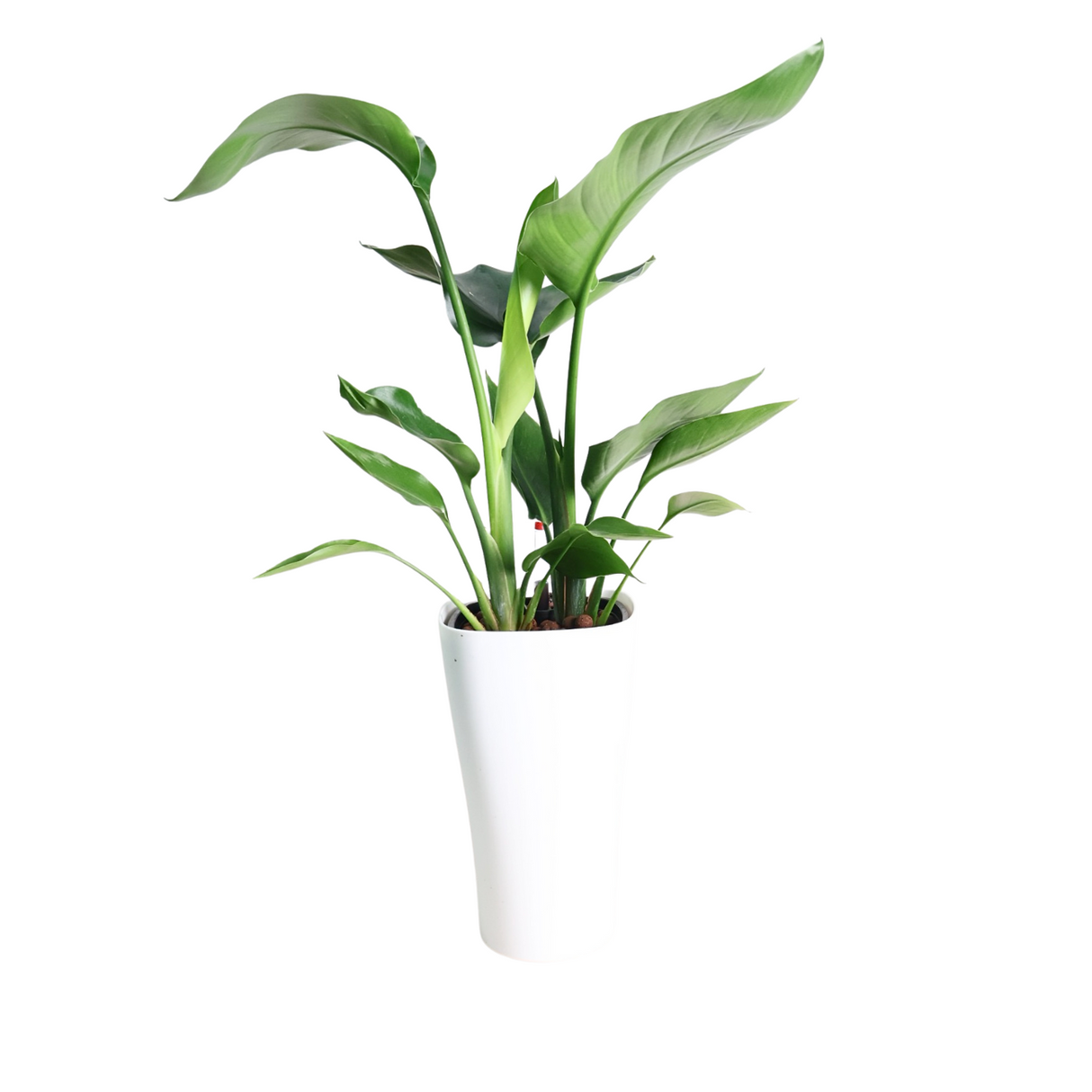 Houseplant in flowerpot with water plantains and arums.