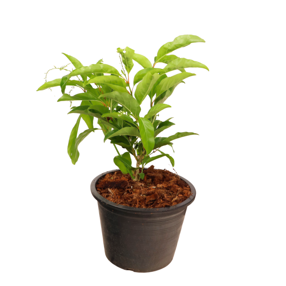 Flowerpot with houseplant and liverworts.