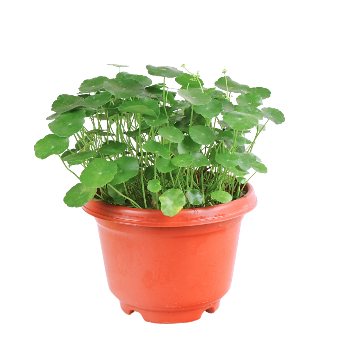 Herbaceous houseplant in flowerpot.
