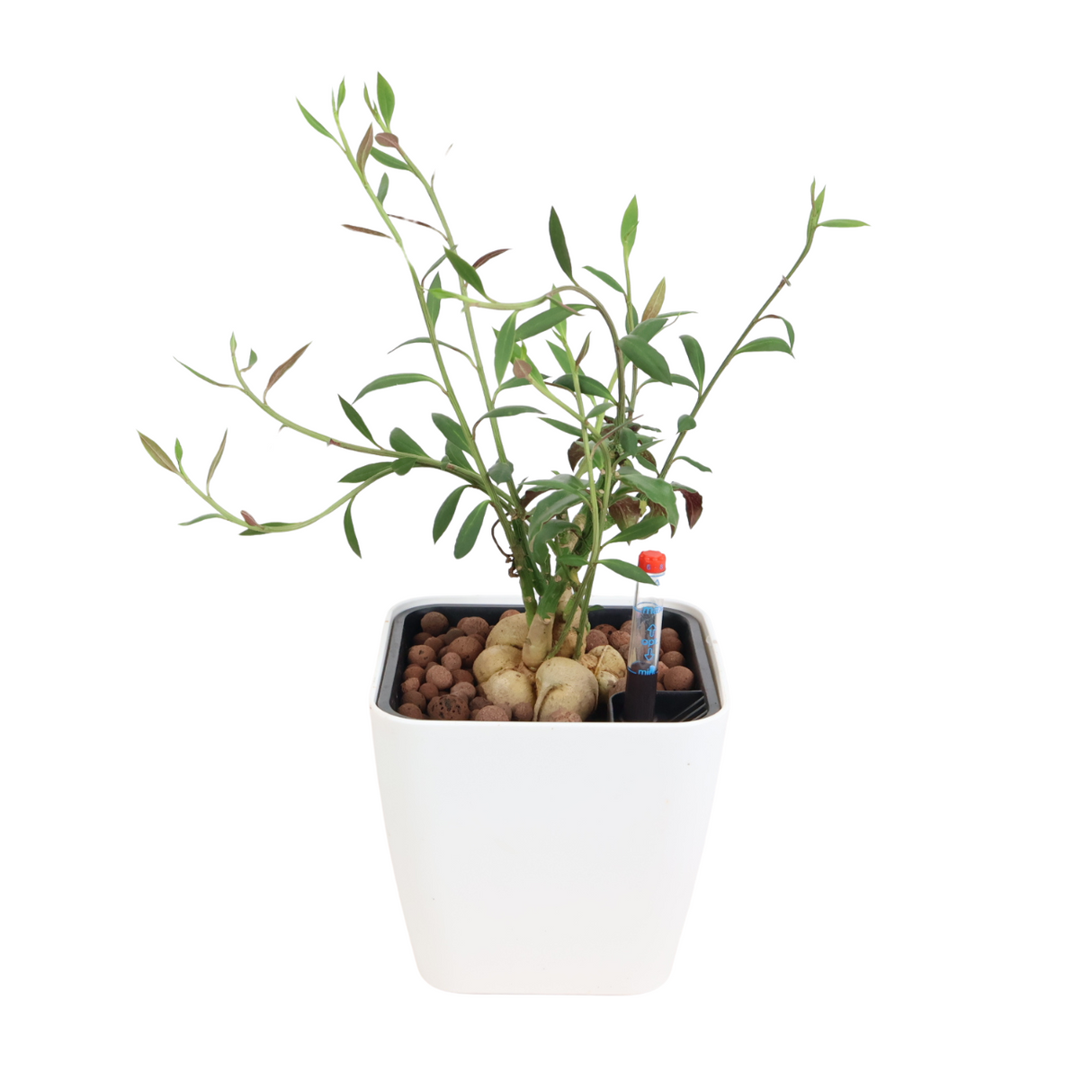 Geraniums in flowerpot on plant stem.