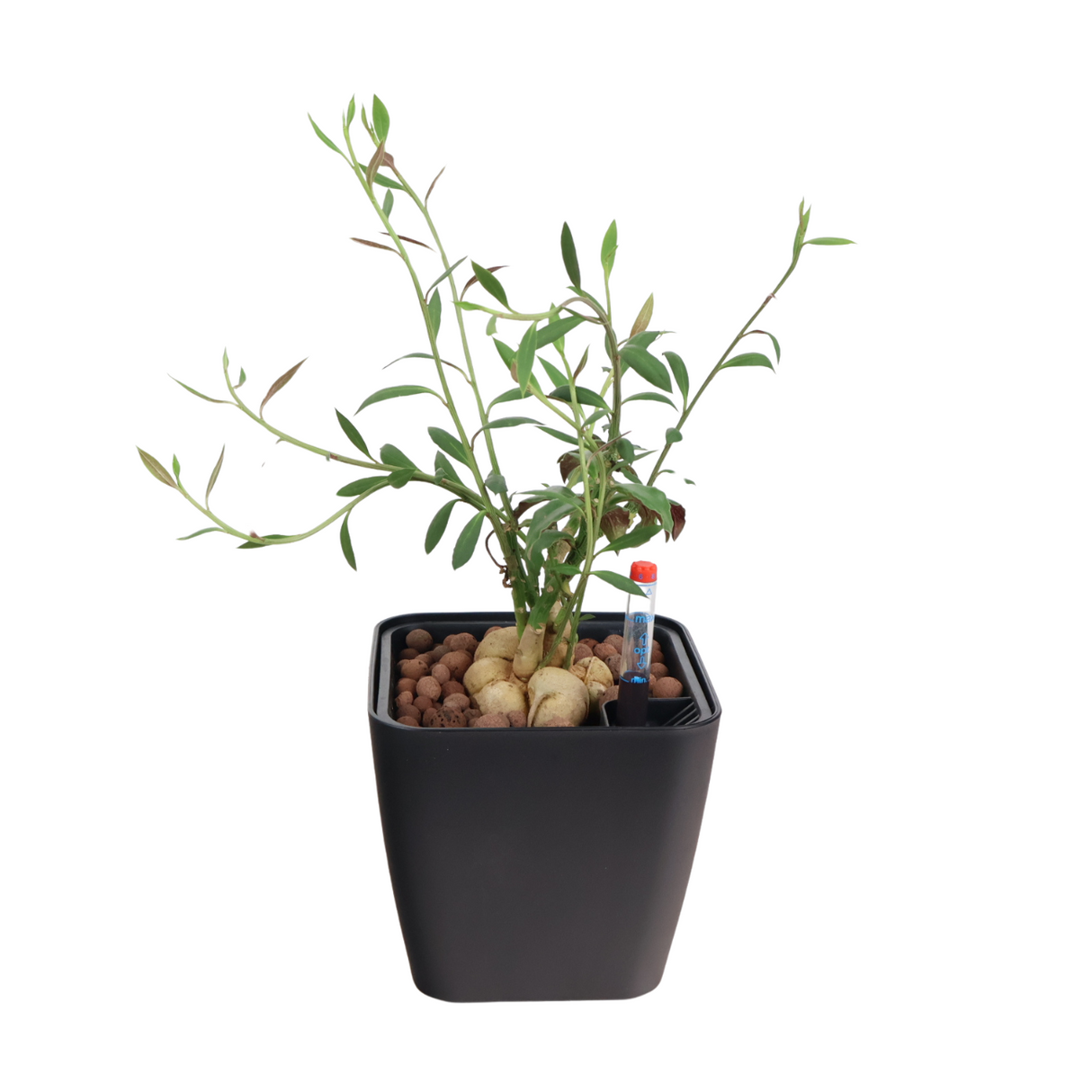 Monadenium Montanum in Self-Watering Pot