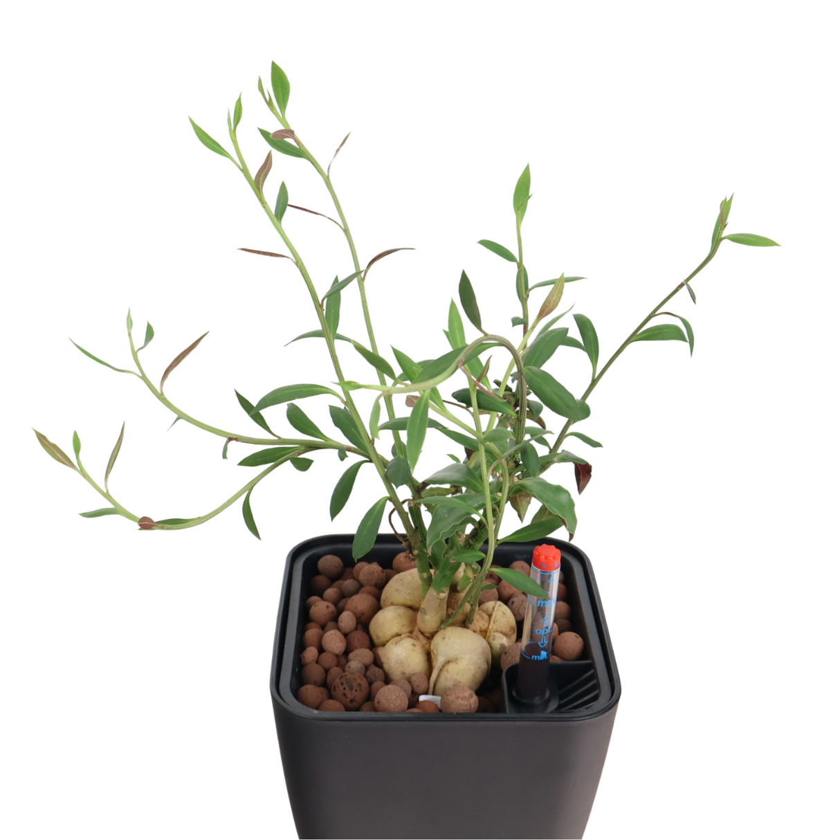 Monadenium Montanum in Self-Watering Pot