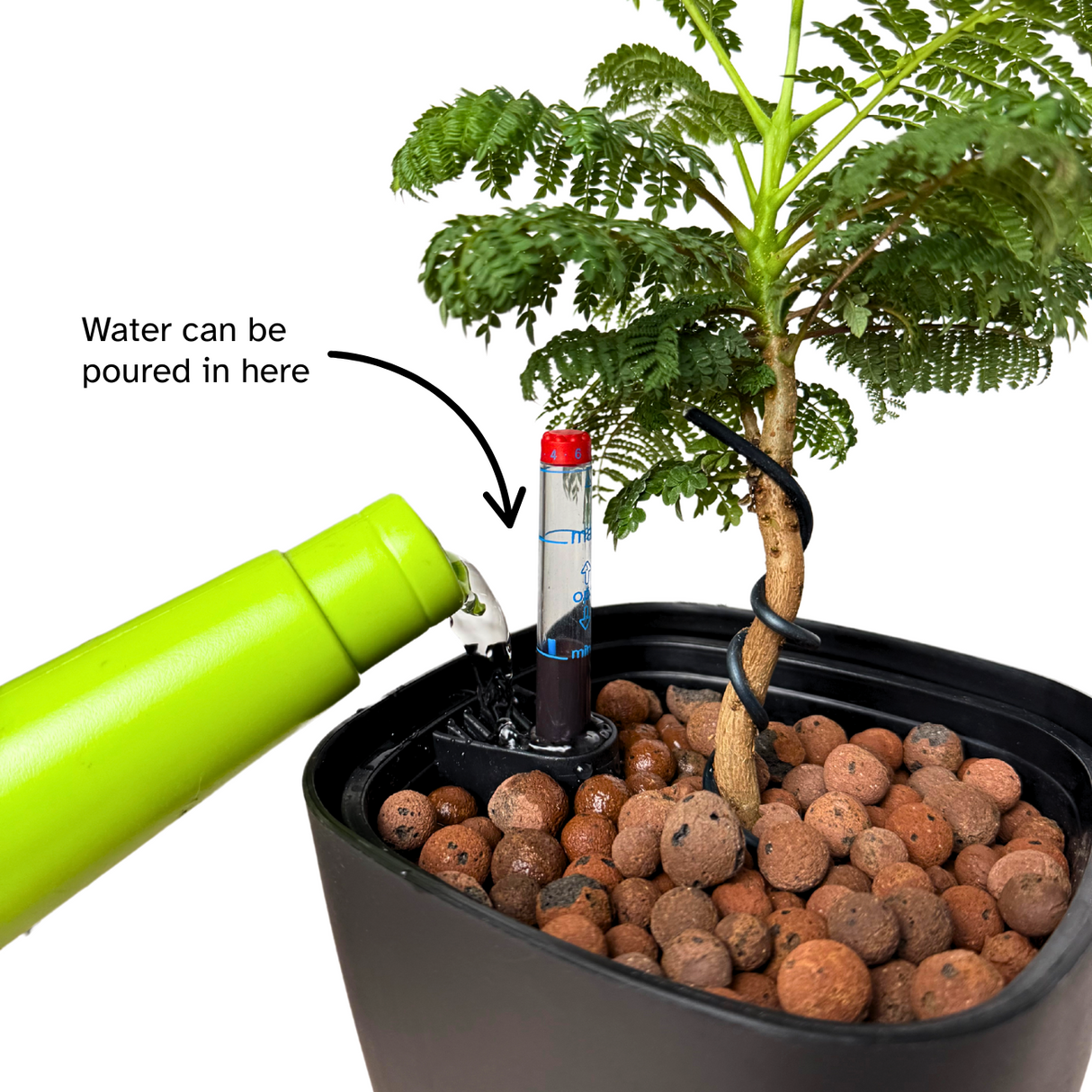 Schefflera in Self-Watering Pot