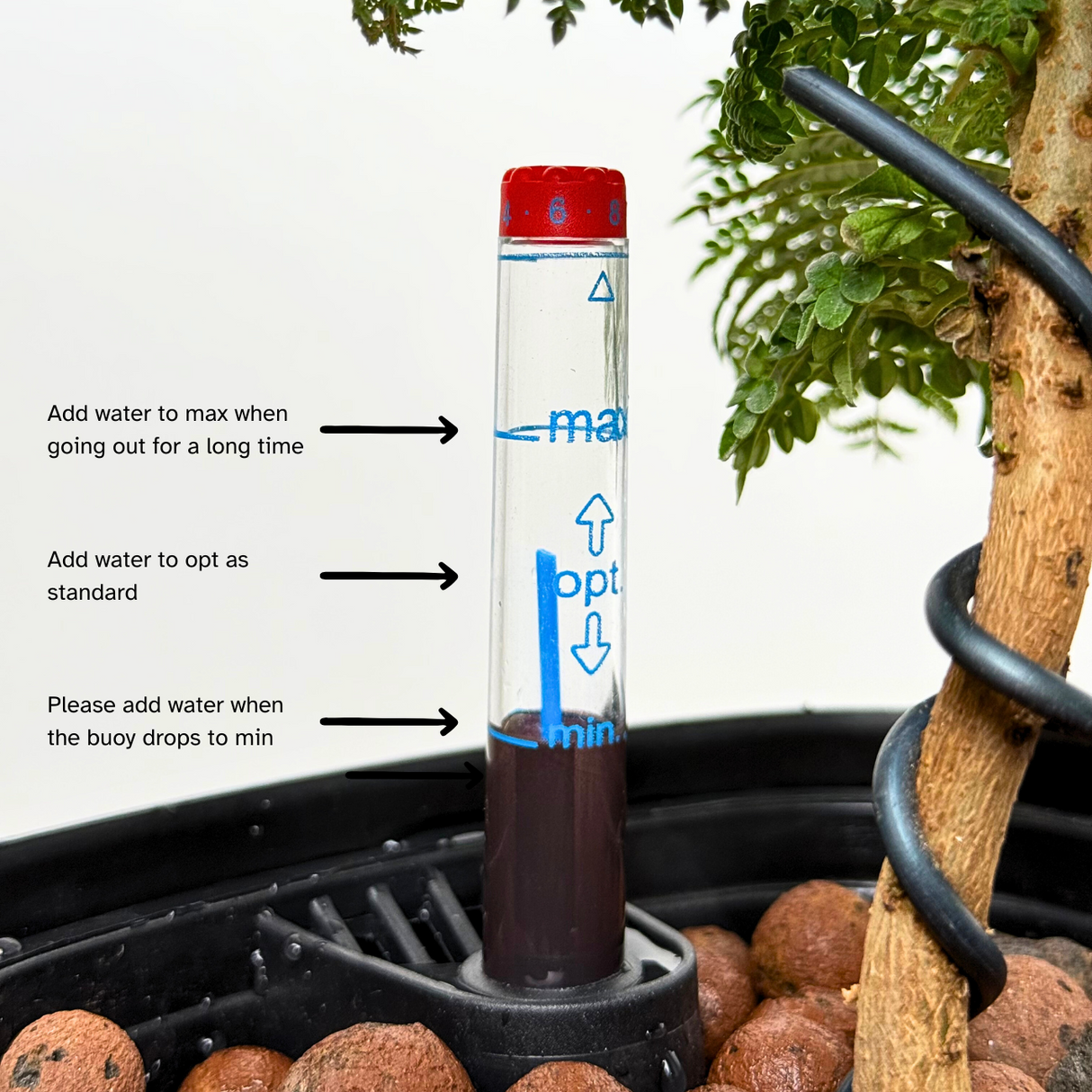 Dracaena Iron Tree in Self-Watering Pot