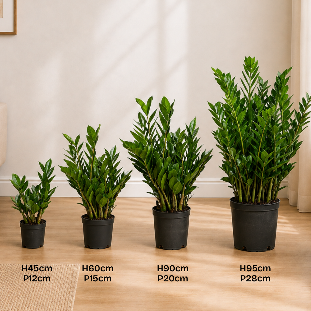 Zamioculcas Zamiifolia (ZZ Plant 金钱树) Money Plant