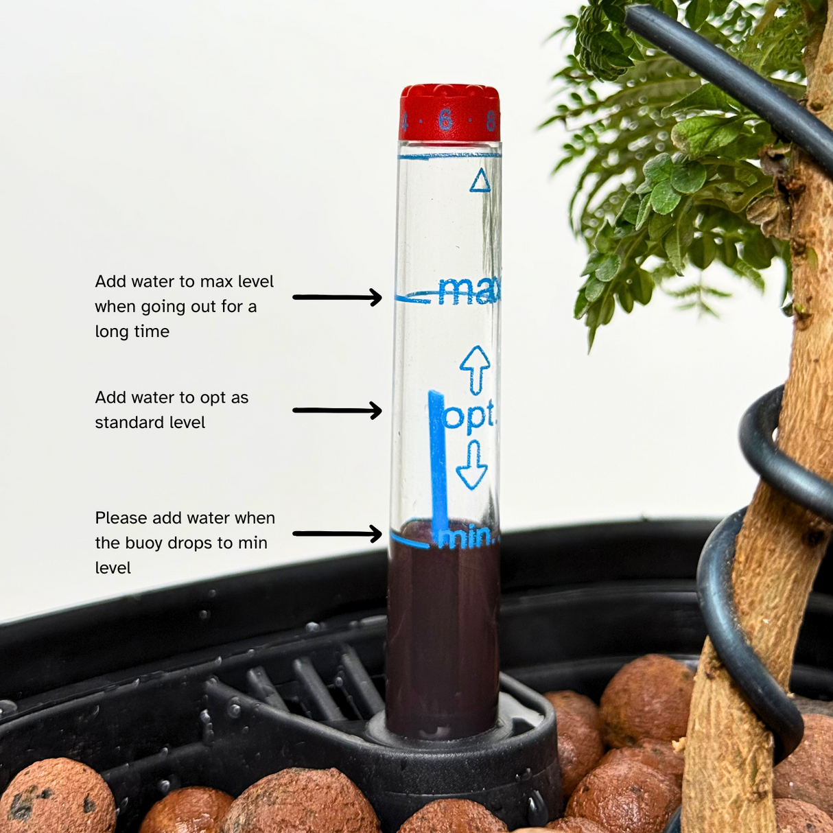 Acer Palmatum in Self-Watering Pot