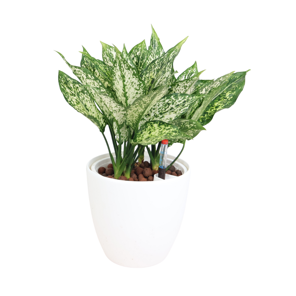 Aglaonema in Self-Watering Pot