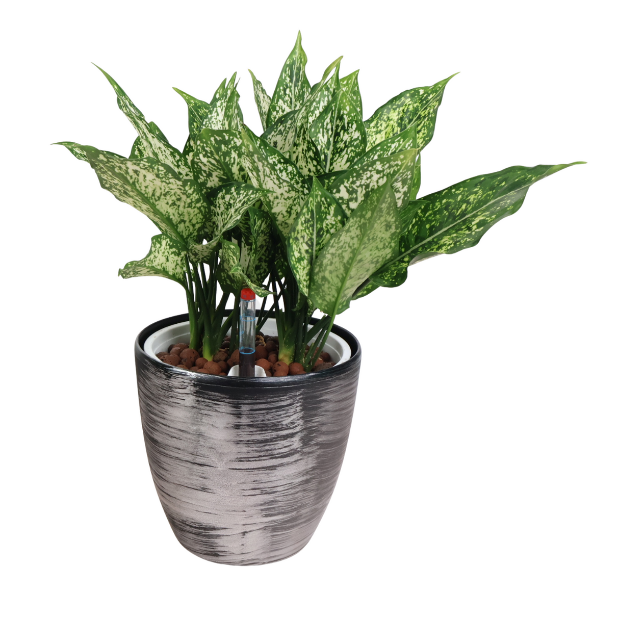 Aglaonema in Self-Watering Pot