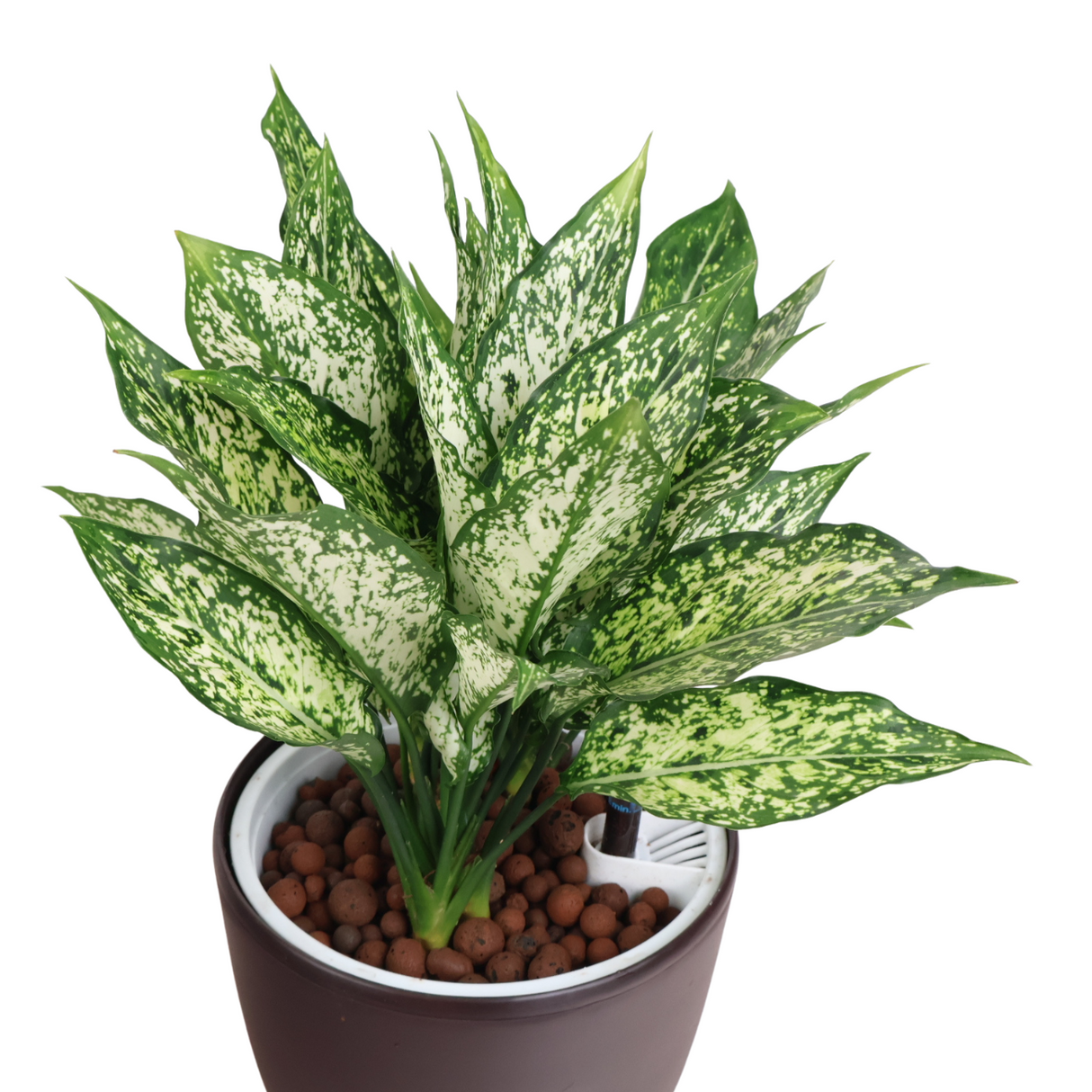 Aglaonema in Self-Watering Pot