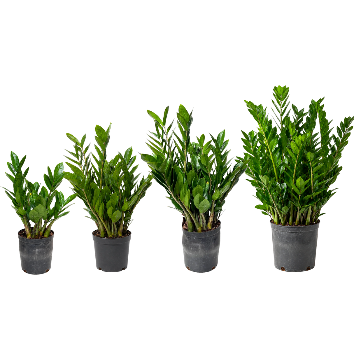 Zamioculcas Zamiifolia (ZZ Plant 金钱树) Money Plant