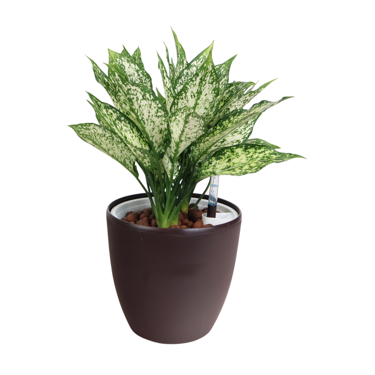 Flowerpot with houseplant and water plantains.