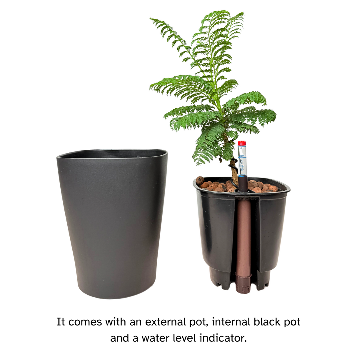 Bird of Paradise Plant in Self-Watering Pot