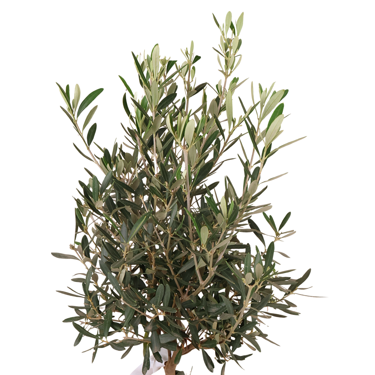 Olea Europaea (Olive Tree)