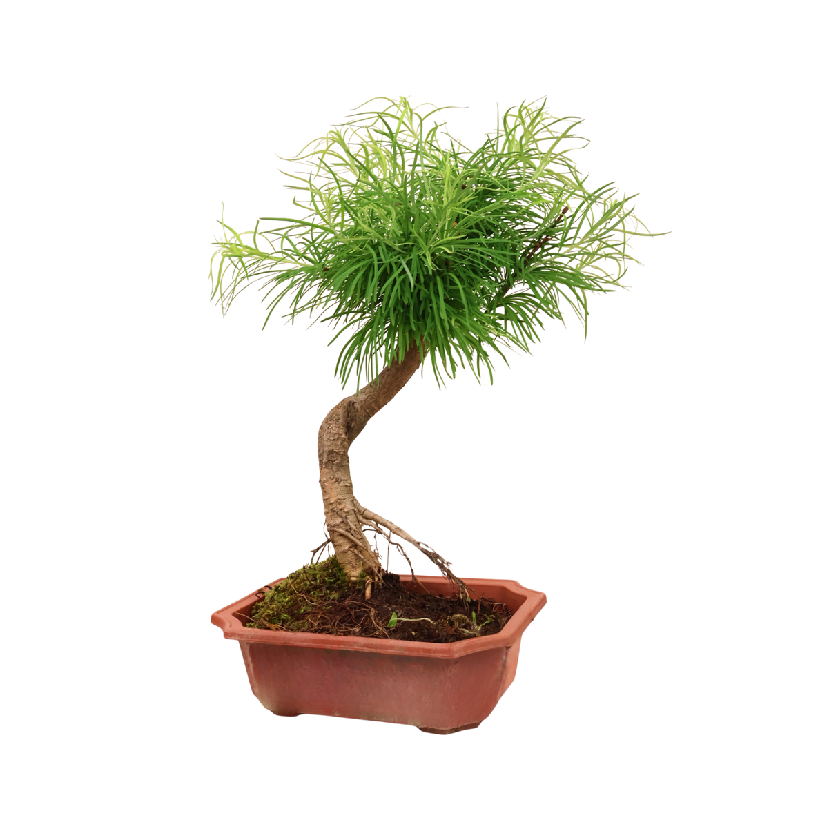 Metasequoia (Dawn Redwood)