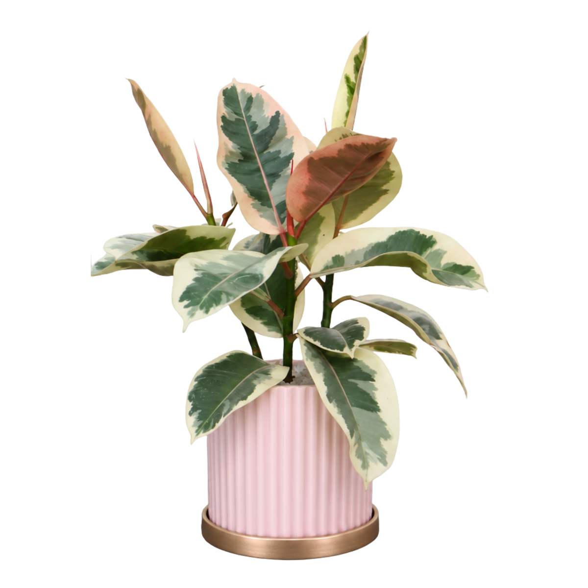 Ficus Elastica ‘Tineke’ (Variegated Rubber Plant) in Ceramic Pot