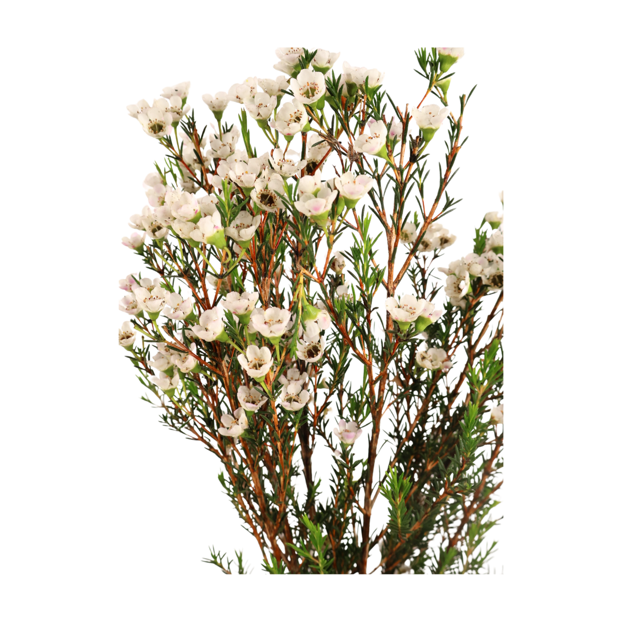 Wax Flower (China) - 10 stk