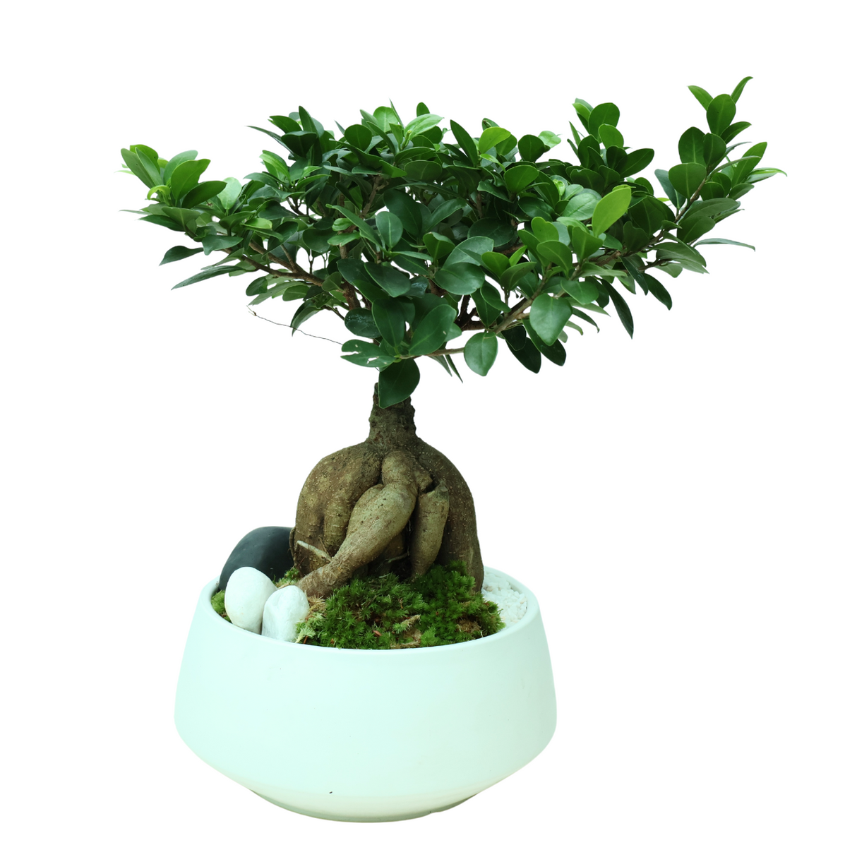 Bonsai tree in flowerpot.