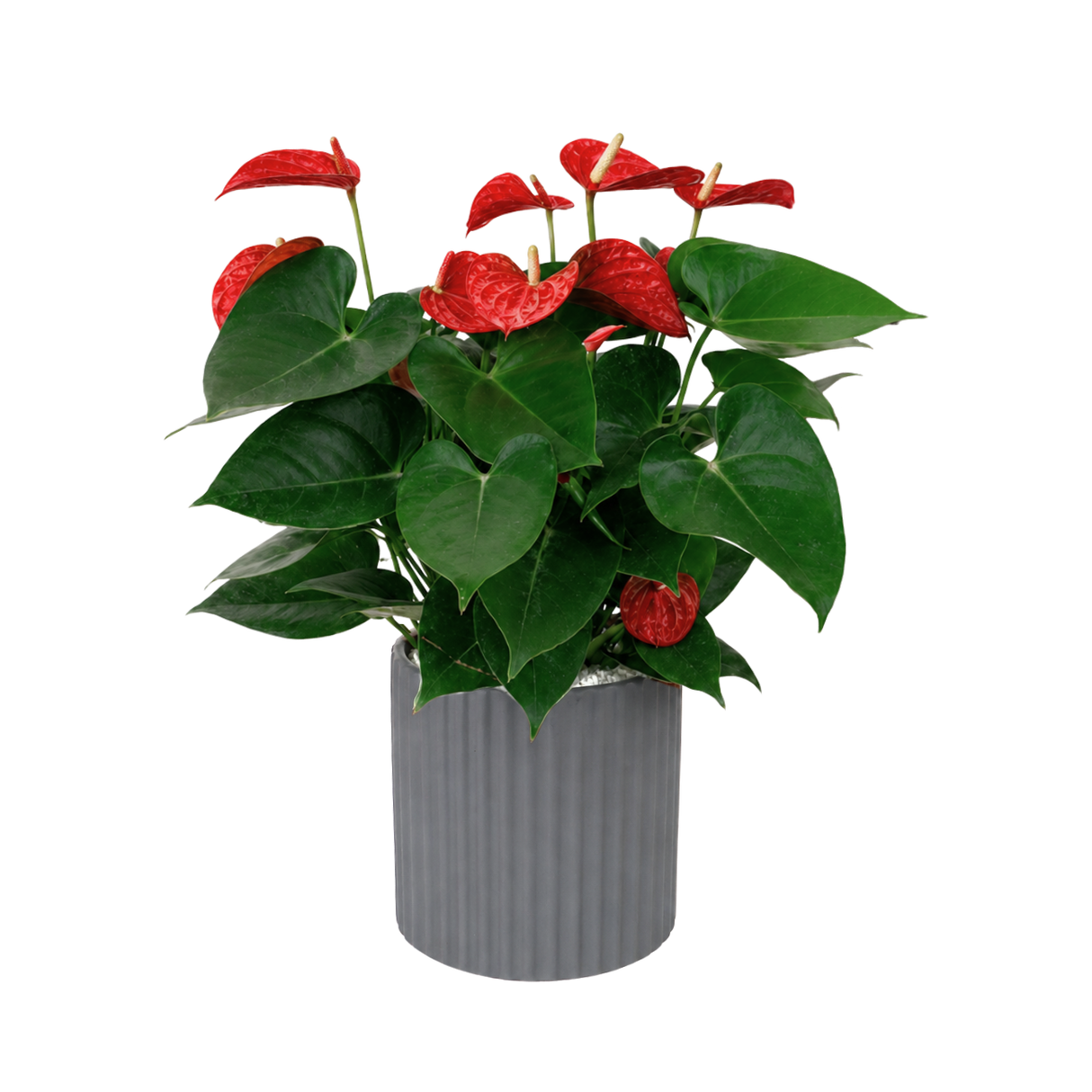 Anthurium Pink (Flamingo Flower) in Ceramic Pot