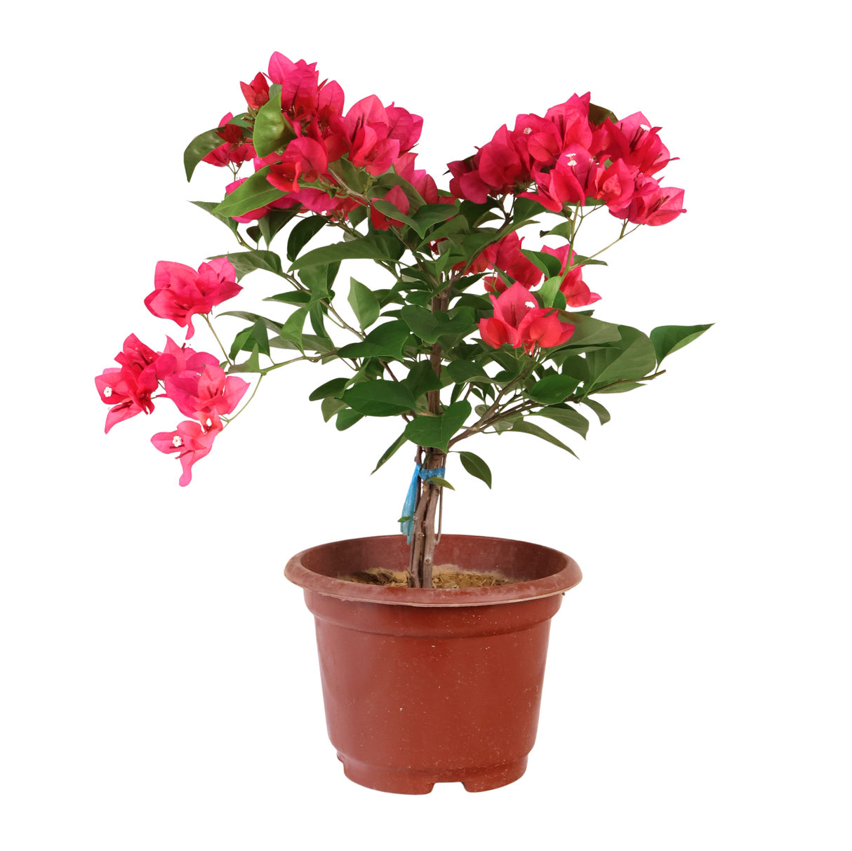 Bougainvillea Plant (叶子花)