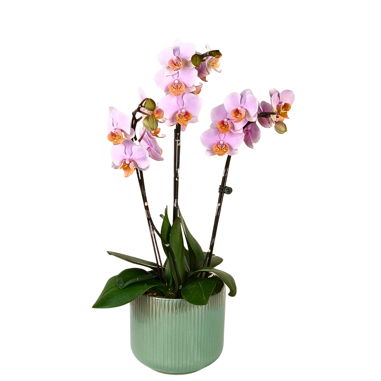 Orchid Grace (3 Single Stem) - Mini Orchid Phalaenopsis