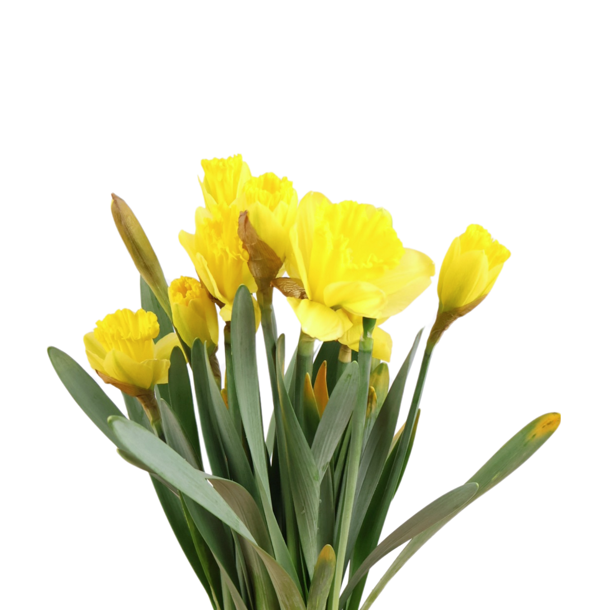 Narcissus Daffodil (Holland)
