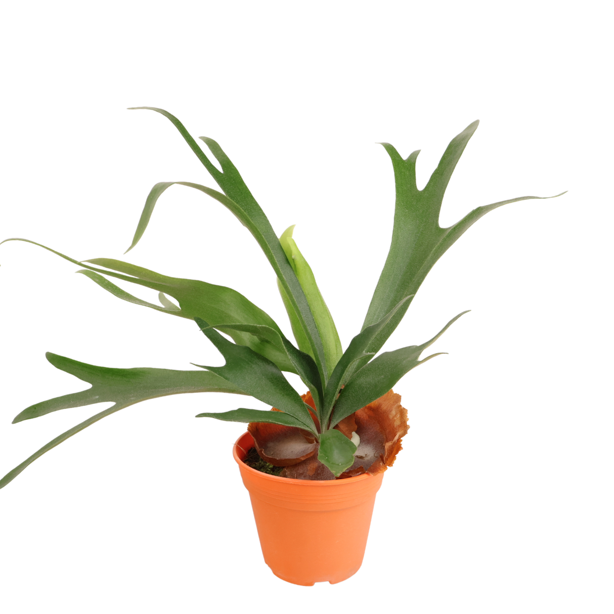 Bromeliads and geraniums in flowerpot.