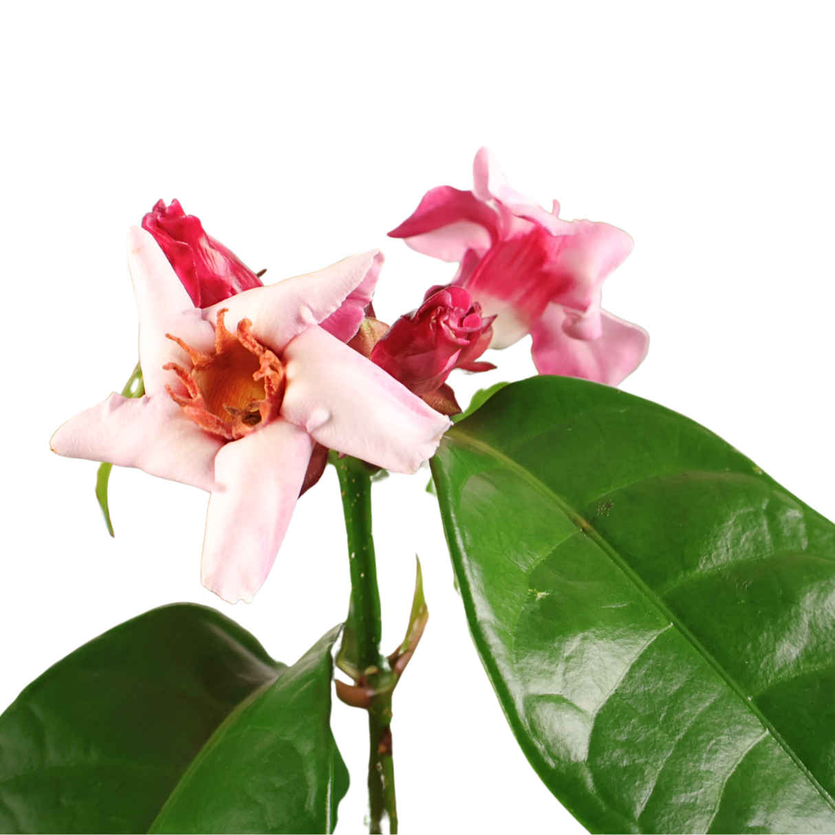 Strophanthus Gratus (Poison Arrow Vine)