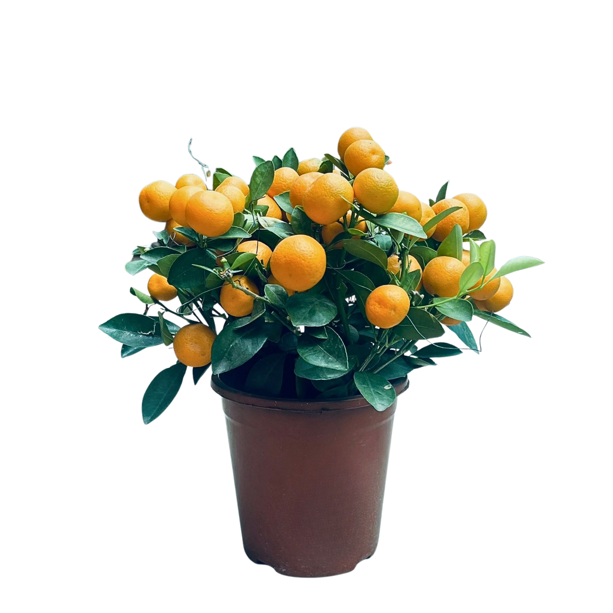 Four Season Lime 四季桔 (7 inch)