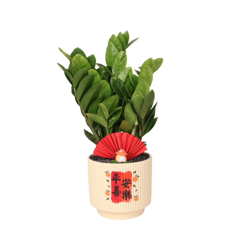 Zamioculcas Zamiifolia Money Plant in Festive Pot (ZZ Plant 金钱树)