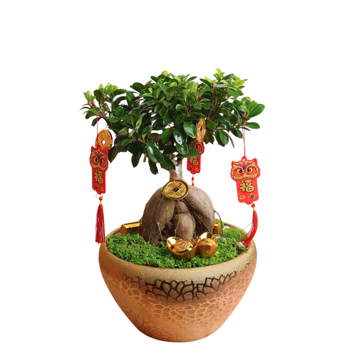 Ficus Bonsai in Gold Pot - CNY Plant