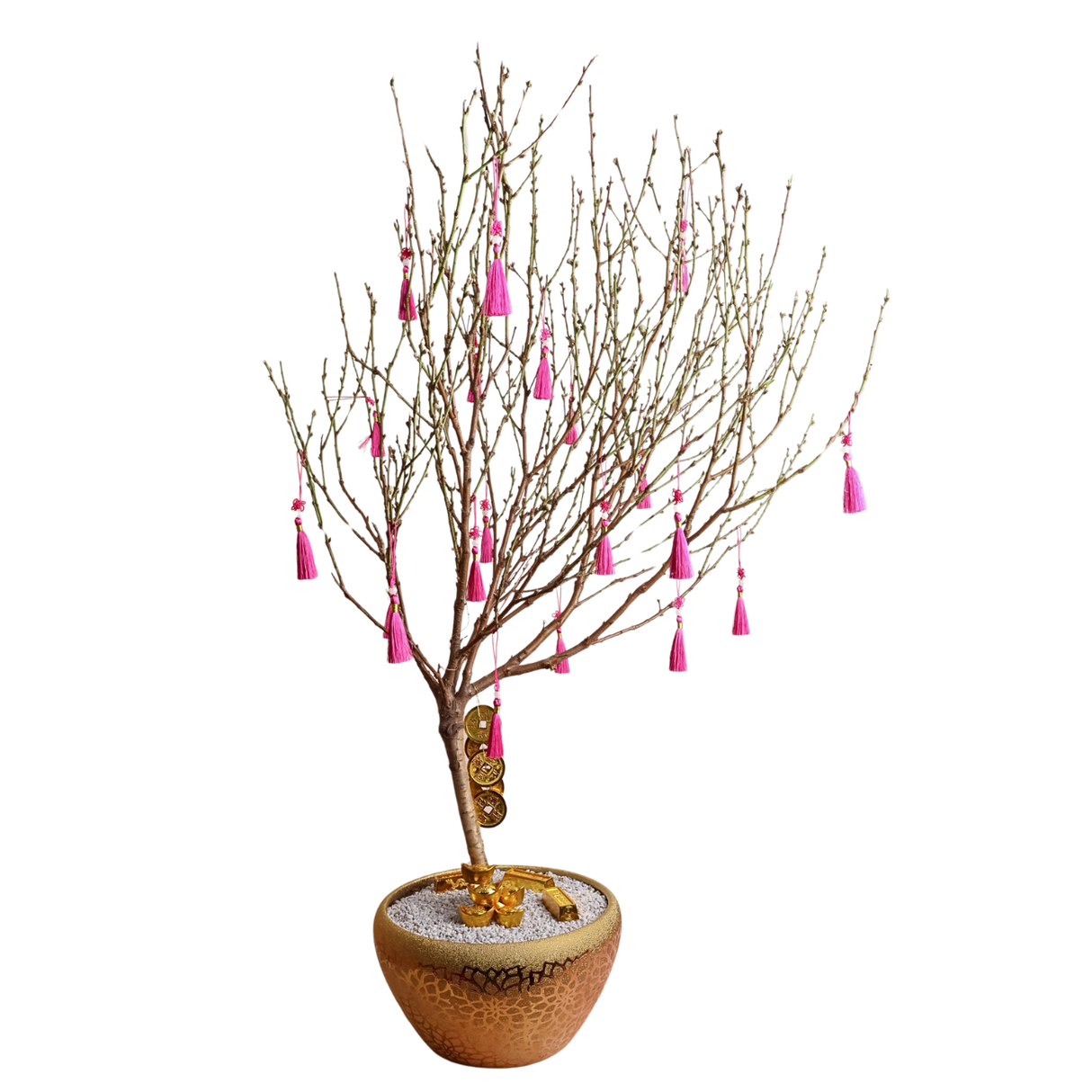 Cherry Blossom in Gold Pot - CNY Plant