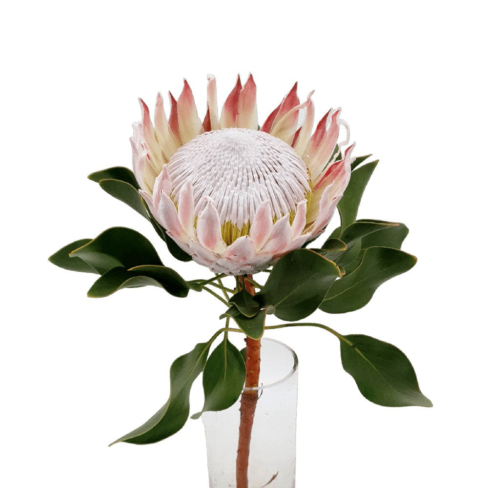 Protea King (South Africa)