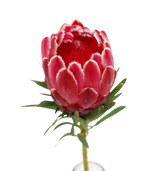 Protea Queen (Australia)