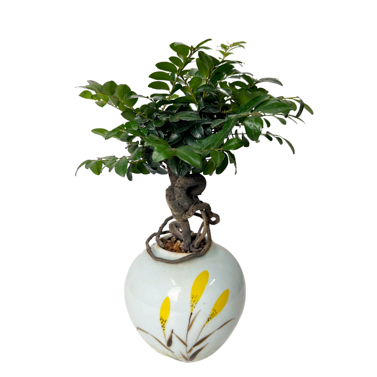 Pterocarpus Santalinus